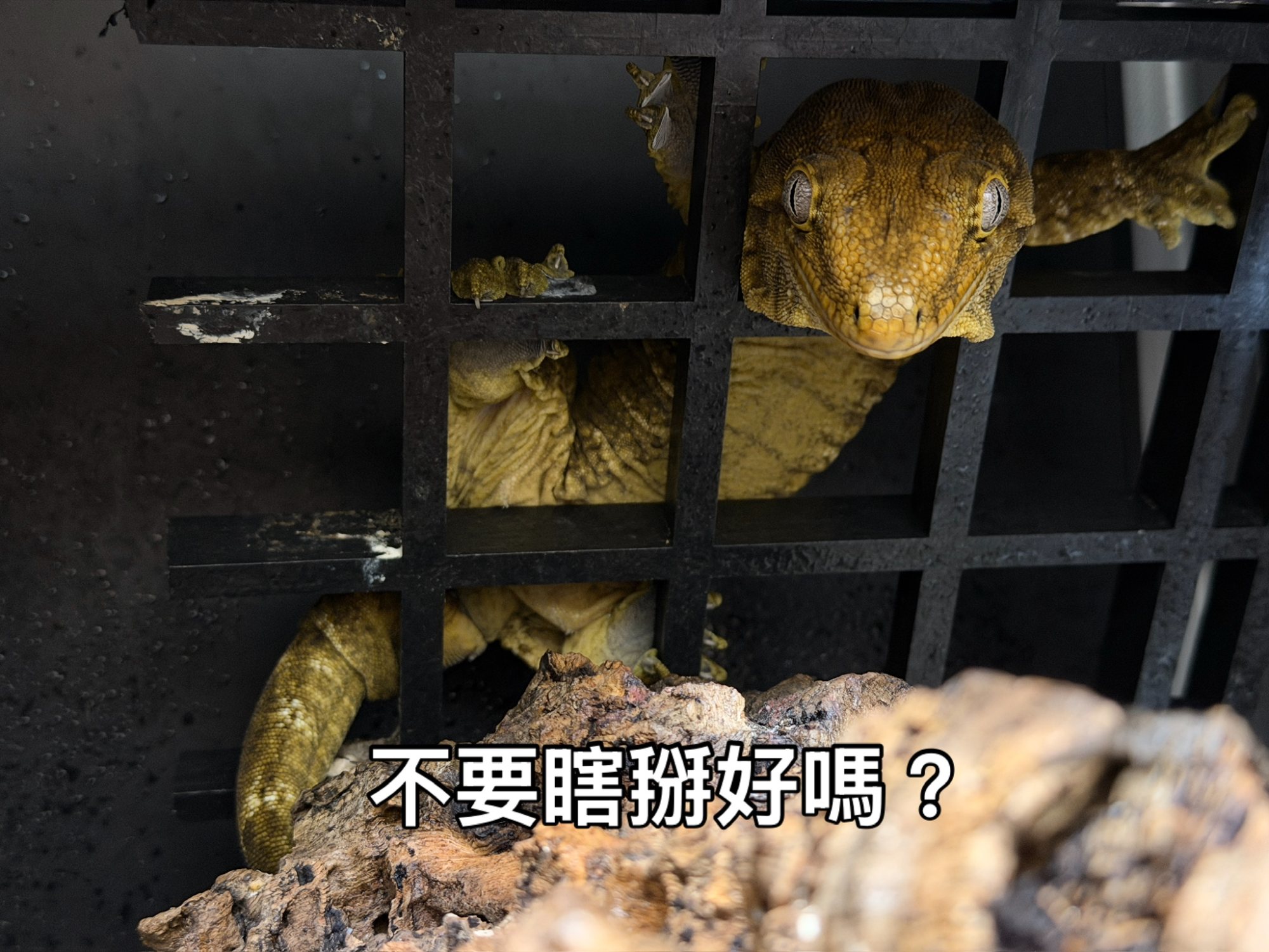 頭又大